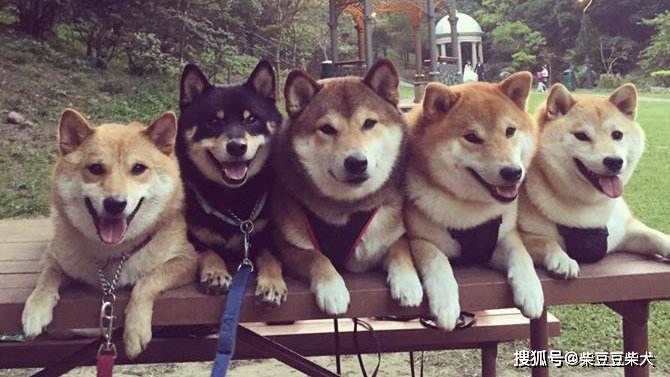 日本柴犬公母长相区别对比图（公柴和母柴的差异）_特征_身体_长度