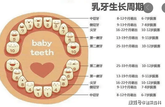 完整的儿童长牙儿童换牙顺序图20颗ob体育入口(图2)