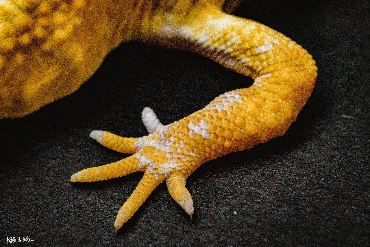 爪子上可以清晰的看见鳞片状的表皮.豹纹守宫是有五个手指头的哦!