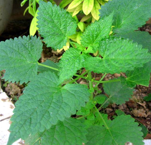 农村一种常见植物野草却是刀伤药珍贵价值大人称血见愁