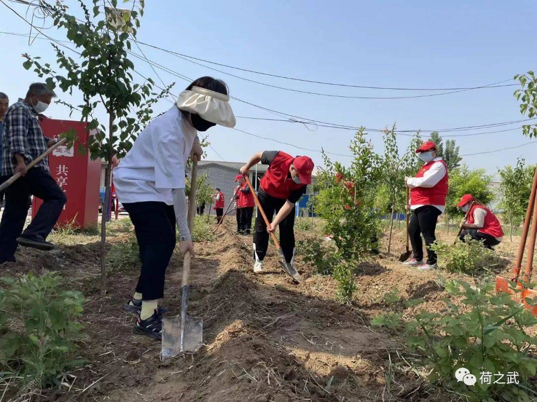 衡水市武邑县妇联助力乡村振兴 践行初心使命_果园_杂草_赵桥镇