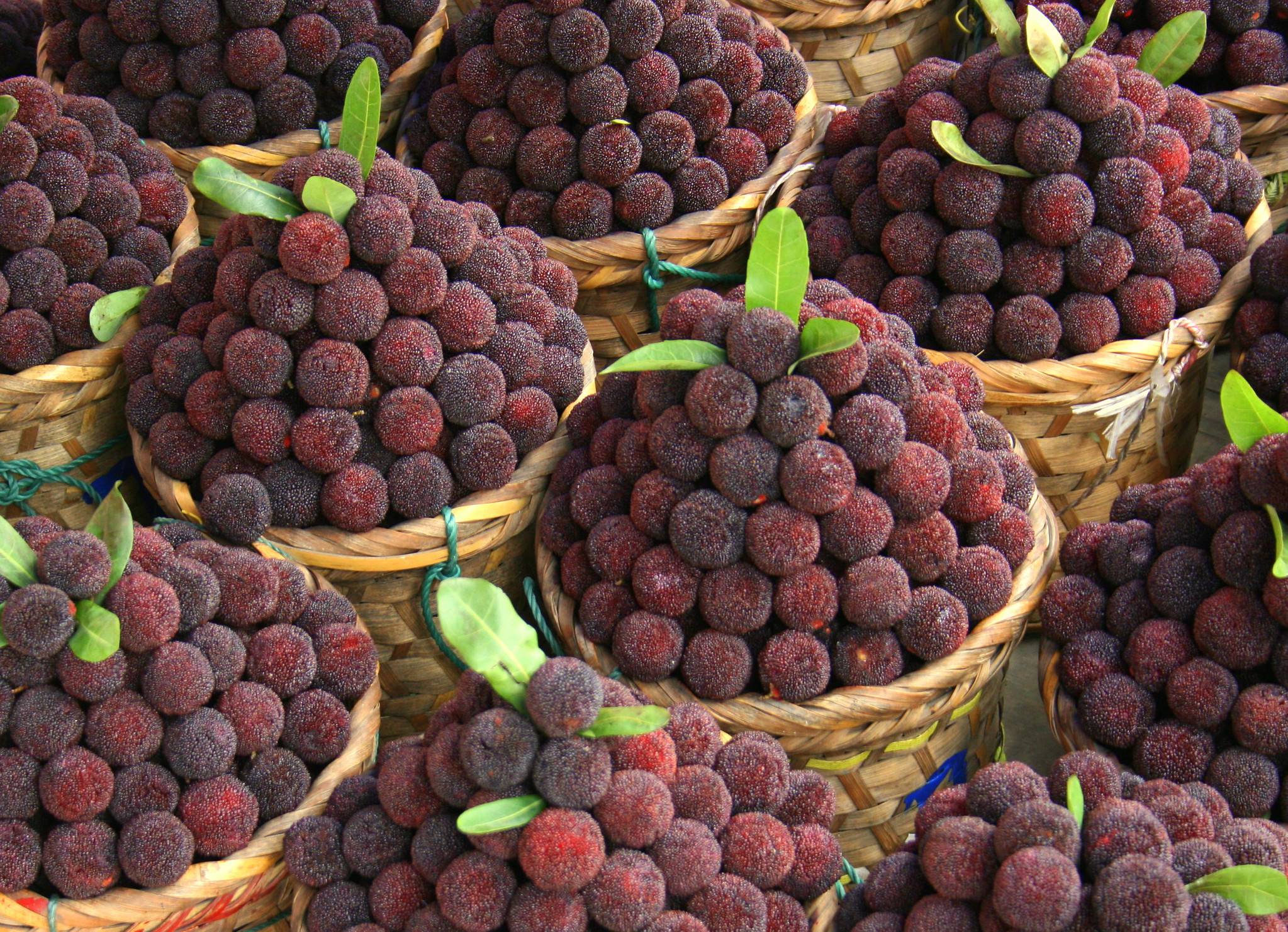 江西铁山杨梅;湖南靖州杨梅;云南的富民杨梅,石屏杨梅;江苏的马山杨梅