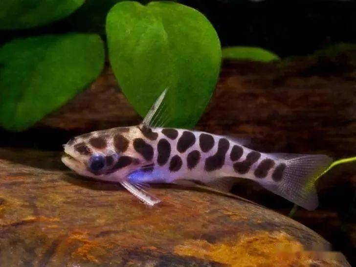 原创每天认识一种南美鱼1小豹鲸