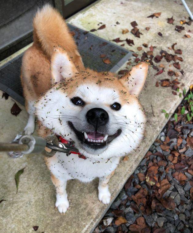 主人一会儿没看着,狗狗突然全身变绿_skippy_鬼针草_时候