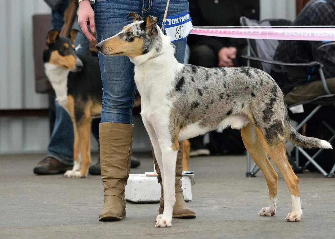 百科短毛牧羊犬低调的女王挚爱