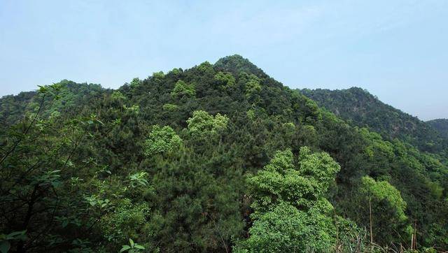 重庆这个景区不一般，120种树，300多年树龄，还有500年的古银杏