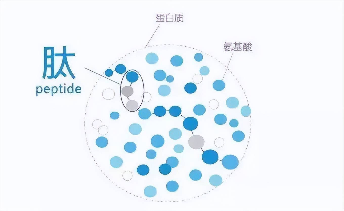 微云淘 | 8招教你学会如何正确选择肽产品_分子量_蛋白质_大分子