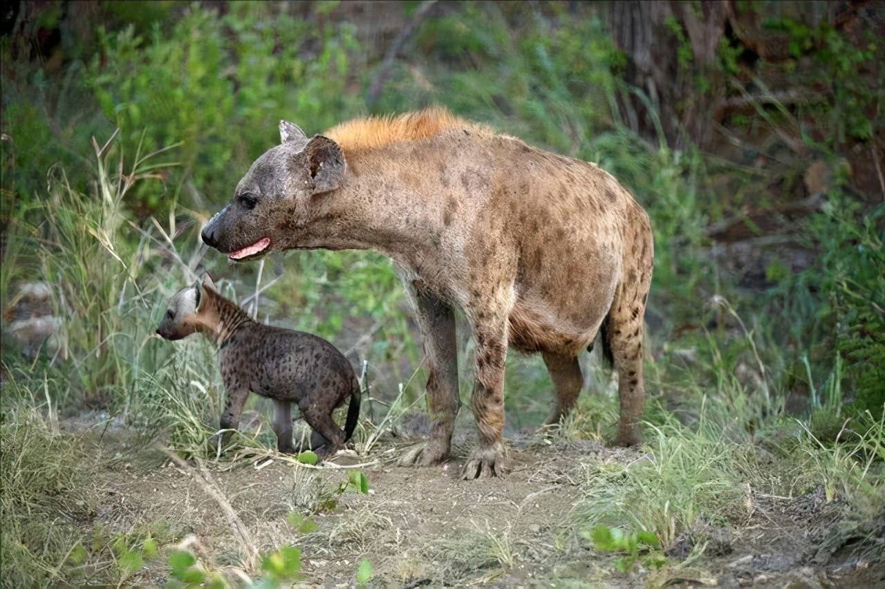 原創糗大了動物園一對斑鬣狗兩年沒生後代檢查後發現都是公的