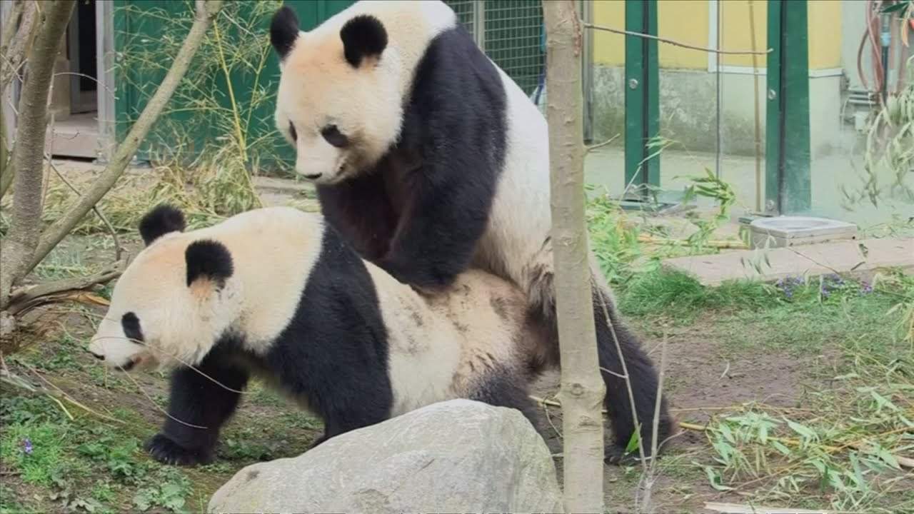 原创大熊猫交配真的是太难了原来这才是它们成为国宝的原因