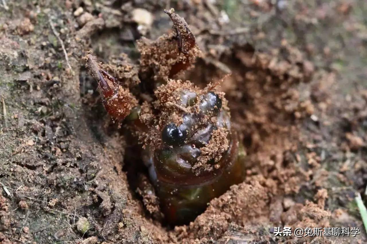 土猴子昆虫图片