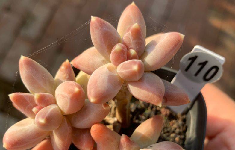 乌拉克拉兼具暗黑系和暗纹系特点的多肉有它养啥千代田之松