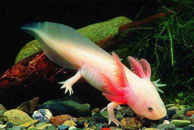 原创时隔20年长着双手的鱼在120米深水再次被发现现实版美人鱼