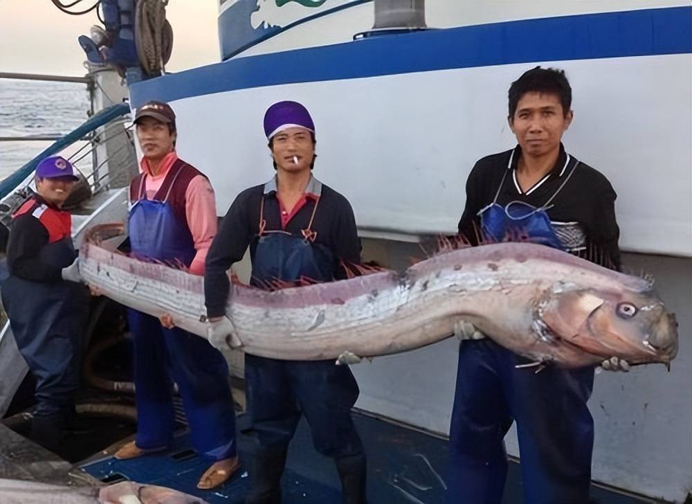 对于为什么多次地震发生前都会见到原本生活在深海的皇带鱼现身在浅海