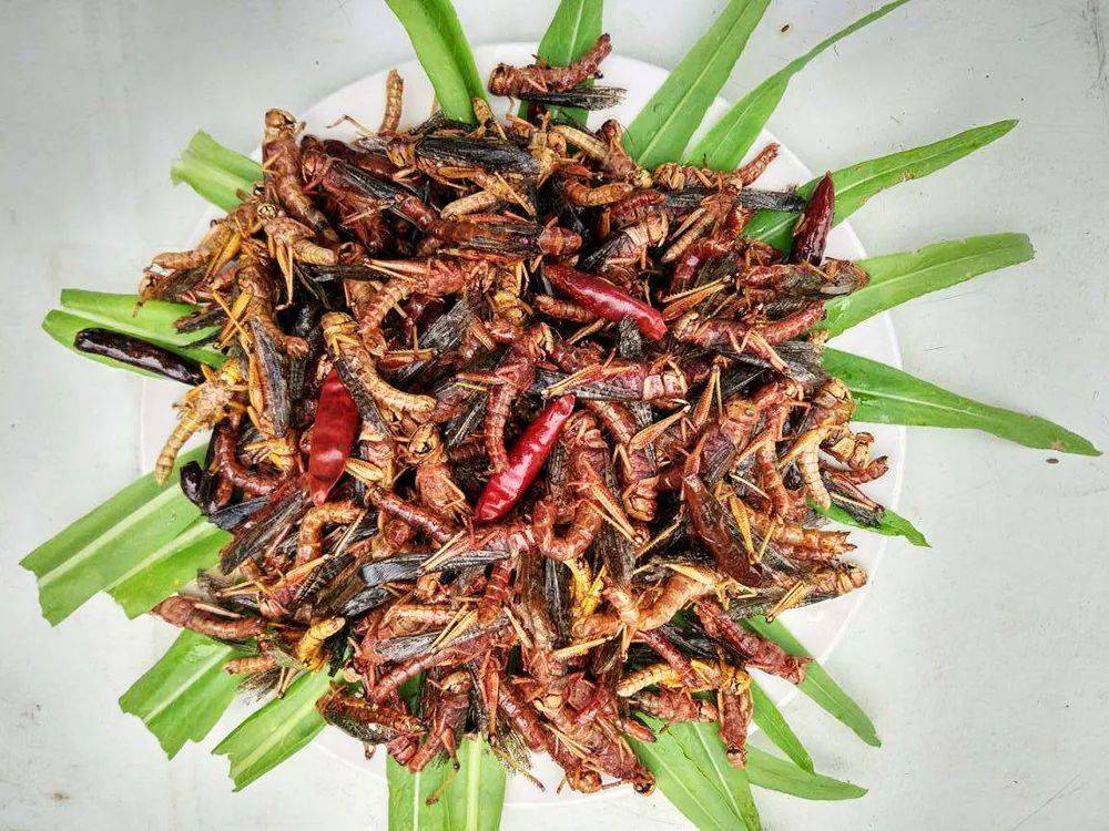 还被加工成了罐头,饼干,雪糕等食品,相信等未来蝗虫的产业发展起来了