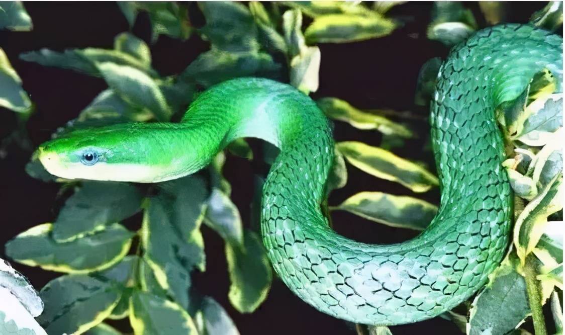绿色蛇是什么蛇有毒么图片