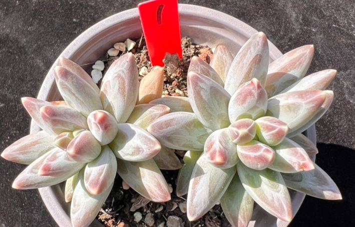 乌拉克拉兼具暗黑系和暗纹系特点的多肉有它养啥千代田之松