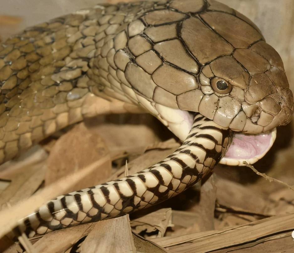 身为蛇中霸王的眼镜王蛇却因捕蛇操作失误险些被噎死