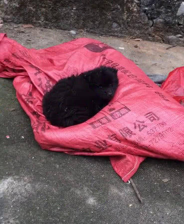 原创流浪小狗守着麻袋不吃不喝看到里面东西路人泪奔