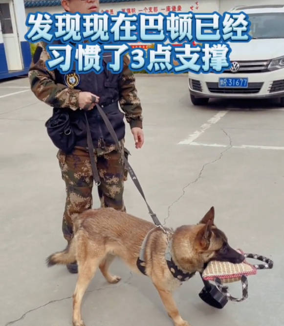 "网红警犬"巴顿:天生只有三条腿,却凭实力赢得所有人的尊重_训练_训导