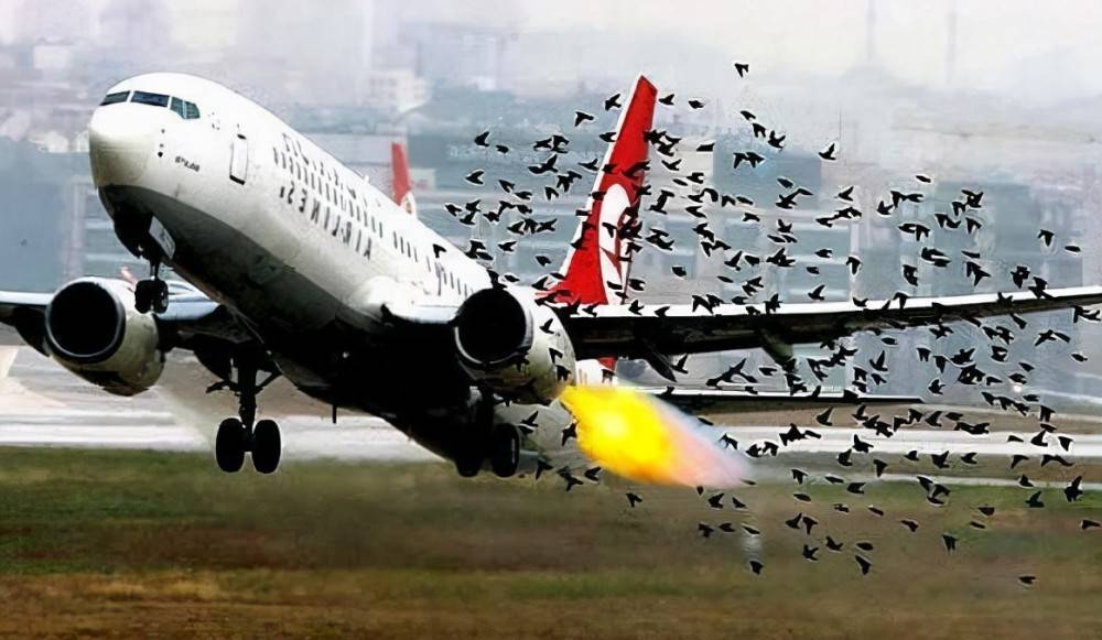 原创为何飞行员最怕看到鸟飞机在飞行过程中撞到鸟后果有多严重