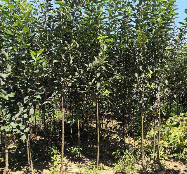 原创鸡心果苗详细简介