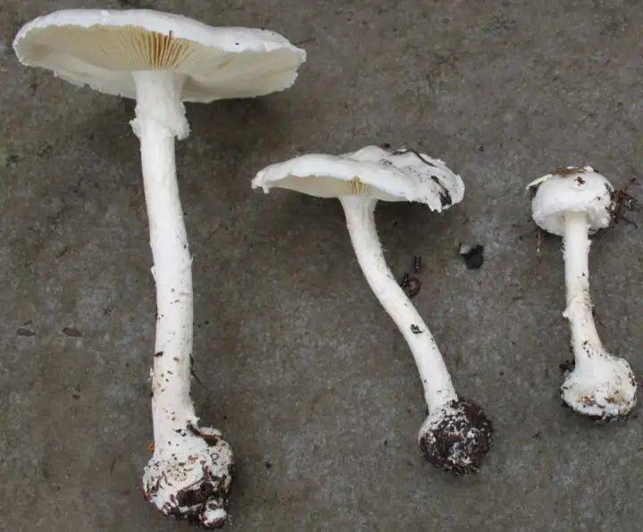 死亡率达20%!这件事千万别做_毒性_症状_医生