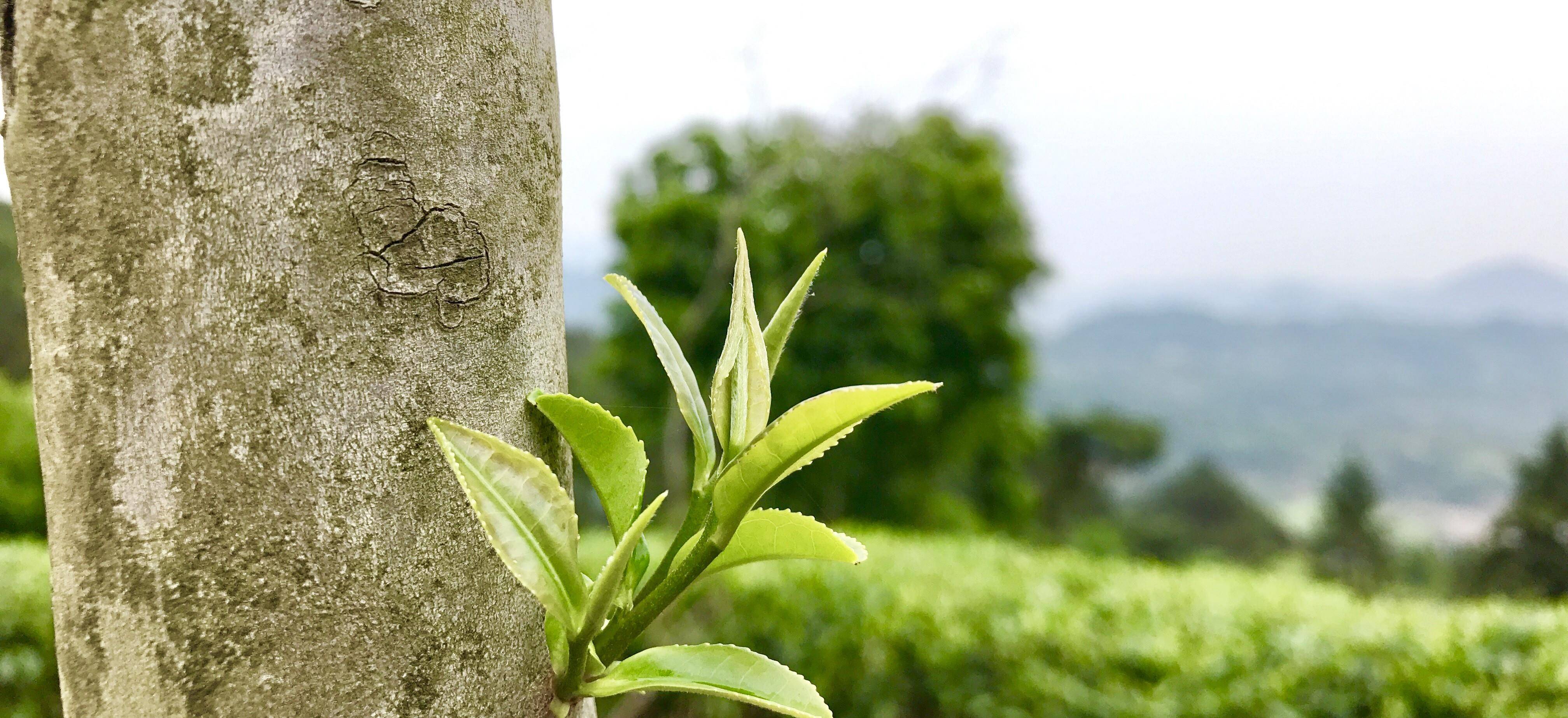 大白茶树蓝姑《太姥娘娘》品赏陆羽的《茶经》,我们有可能重温一千年
