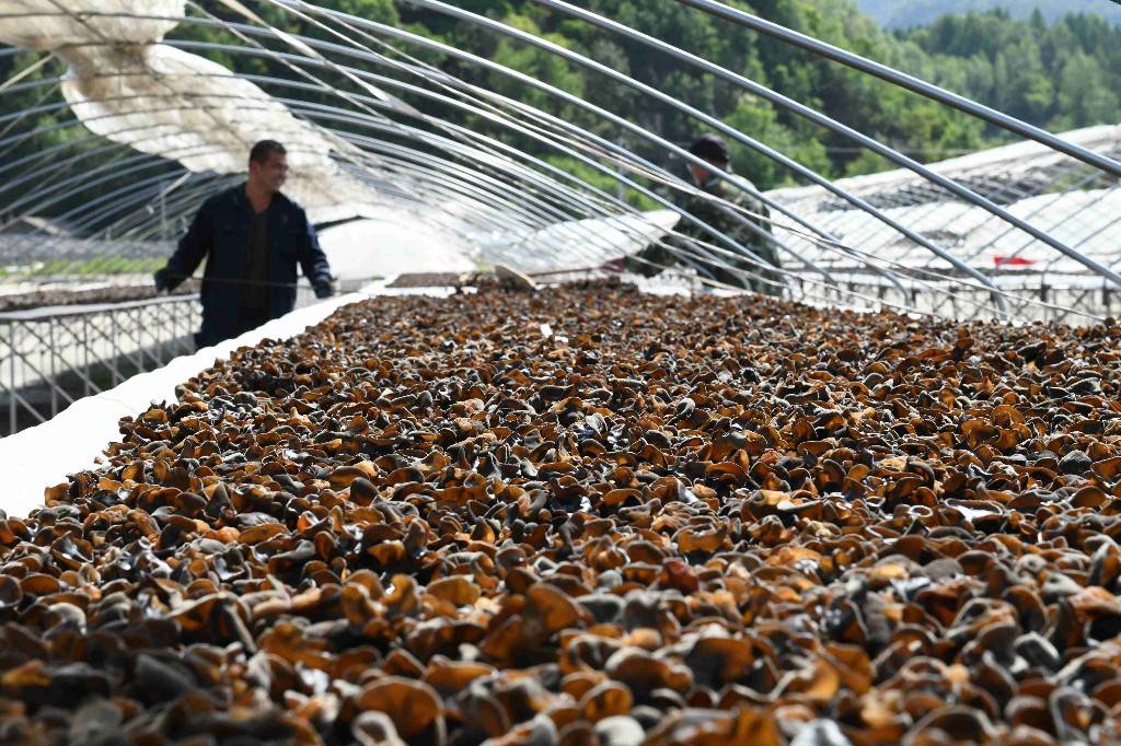 6月8日,吉林森工白林菌业有限公司黑木耳种植基地的大棚中,一串串菌包