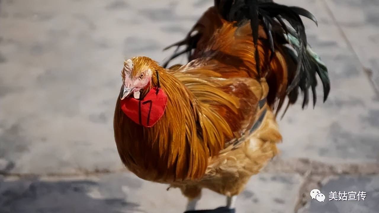 崖鹰鸡是美姑地方鸡种鸡肉的纤维细腻但是又充满了嚼劲肉色好,脂肪少