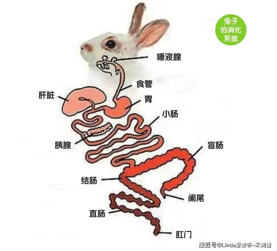 家兔消化系统的特点