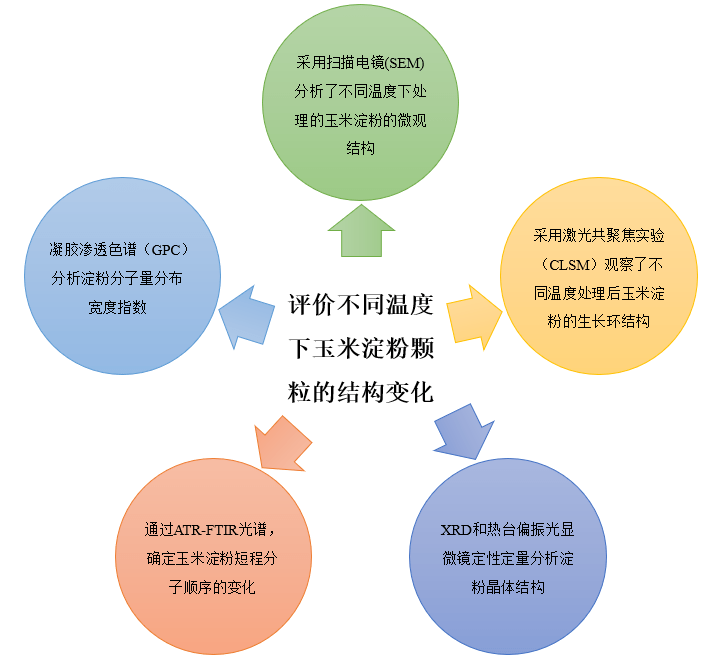 fh一作解讀不同溫度下玉米澱粉顆粒結構的變化