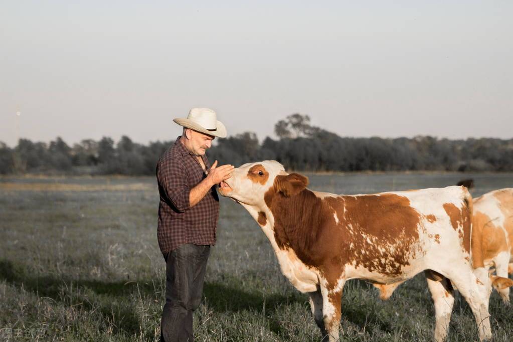 养牛躺着也赚钱?国外进口活牛冲击养牛业!