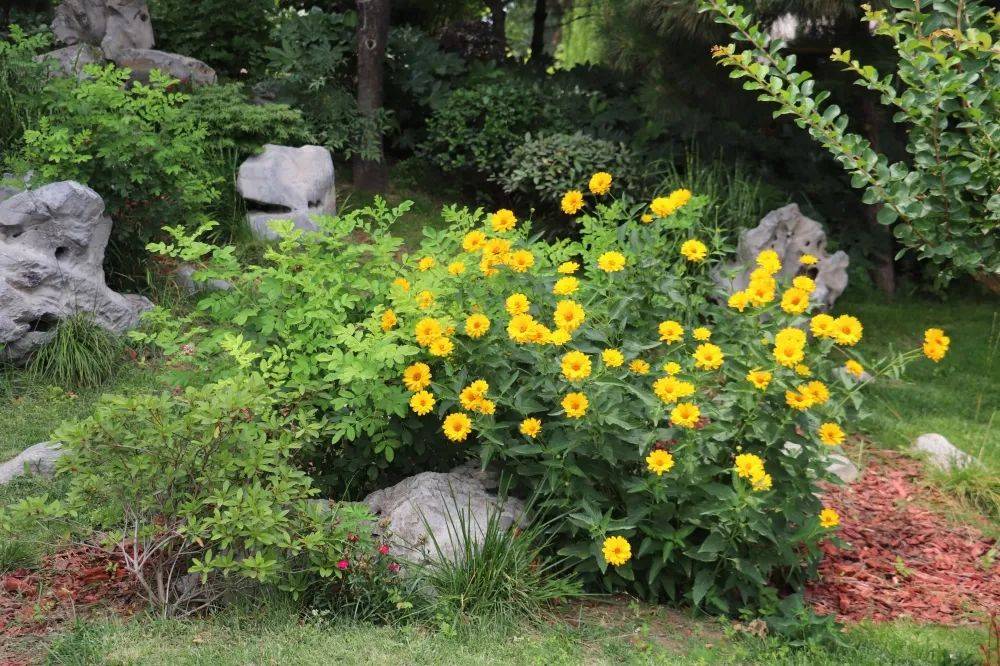 河南旅游:绿博花讯|夏花烂漫正当时_松果_菊芋_蜀葵