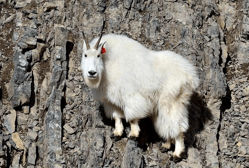 世界上会“飞檐走壁”的羊，如攀岩爱好者，能在悬崖上如履平地！_洛基_山羊_大侠