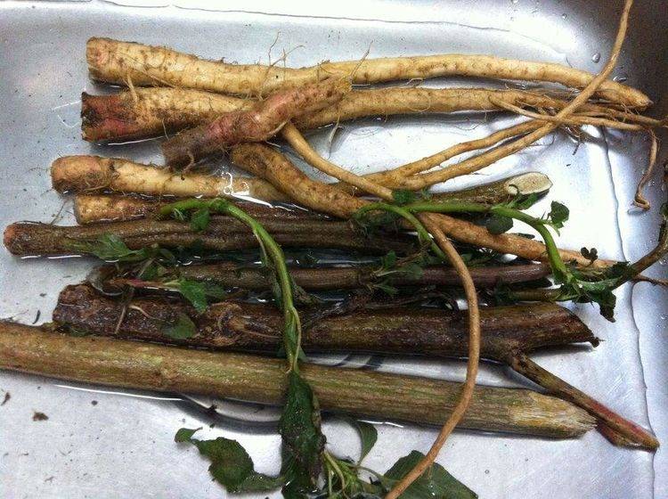 田间一常见野草,农民称它"母猪刺",20年前用来凉拌食用!