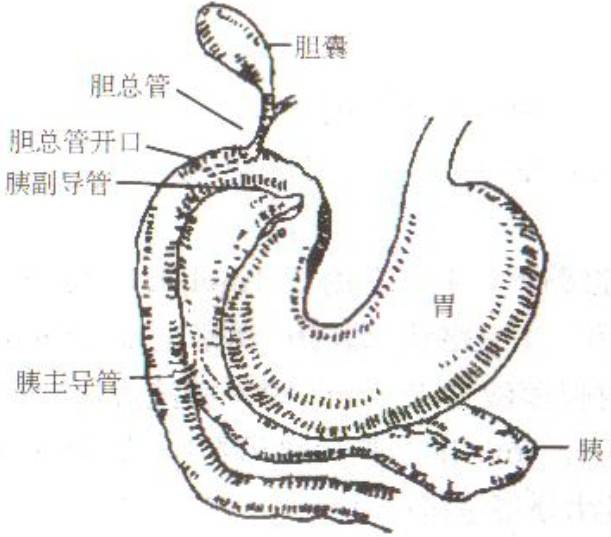 圖1 胰腺導管和膽總管解剖位置圖(4)在膈下食管的末管的末端找出迷走