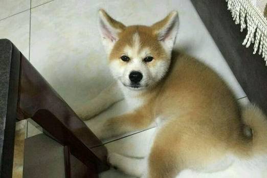 男子_哈士奇_黄毛二