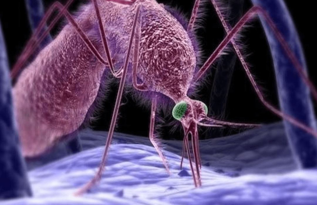 o型血招蚊子?搞错了!其实这些特点的人才是蚊子所爱!