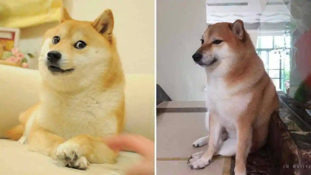 doge壁纸图片