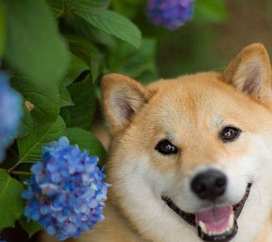 柴犬的八大优点 请给我一个不养的理由 生活 体型 性格
