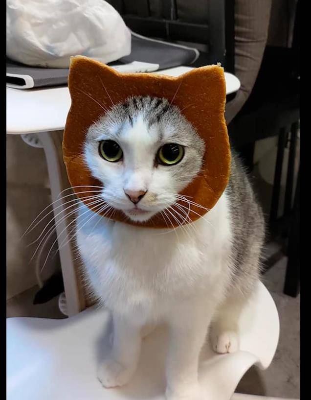 网友买了一个猫头形状的面包,还套在了猫咪的头上,猫:我要吃啊_东西