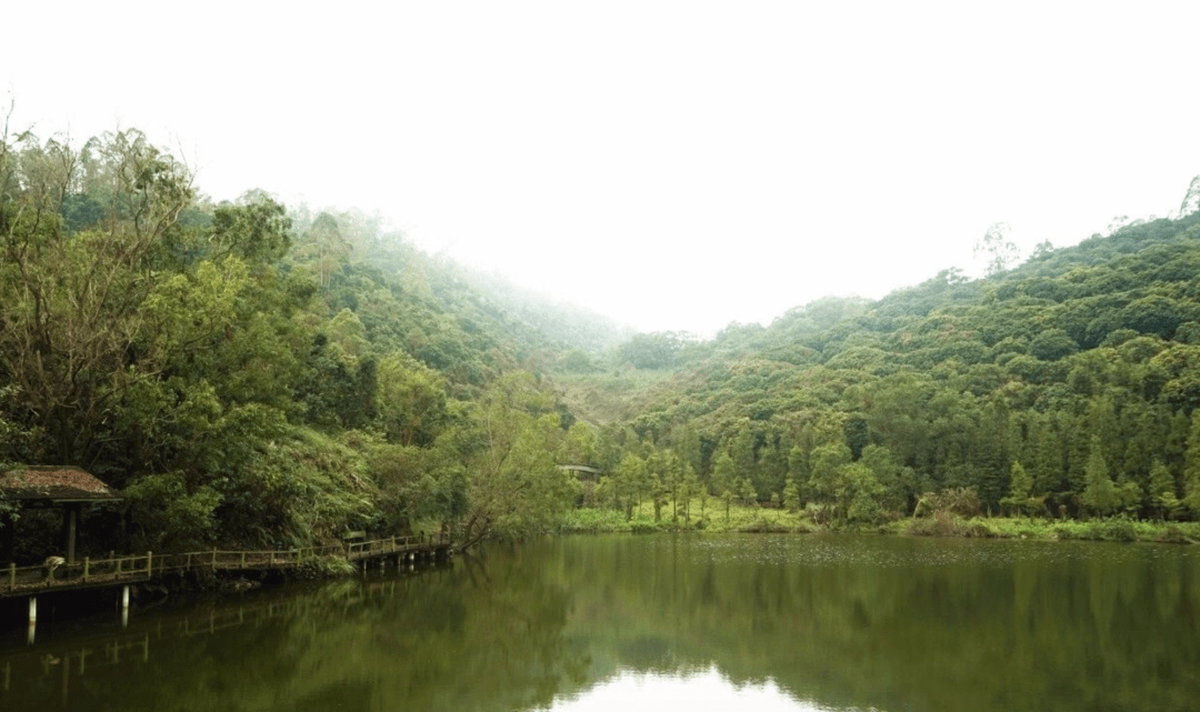 南沙大山乸图片