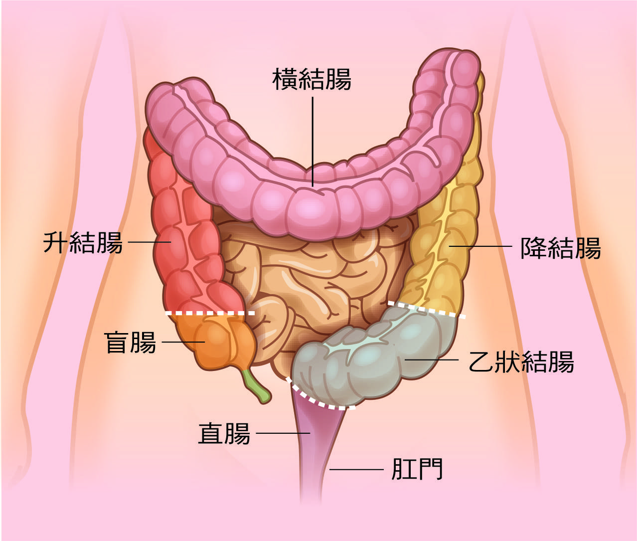 大致可分为四个部分,由盲肠,结肠(可分升,横,降,乙状结肠),直肠,肛门