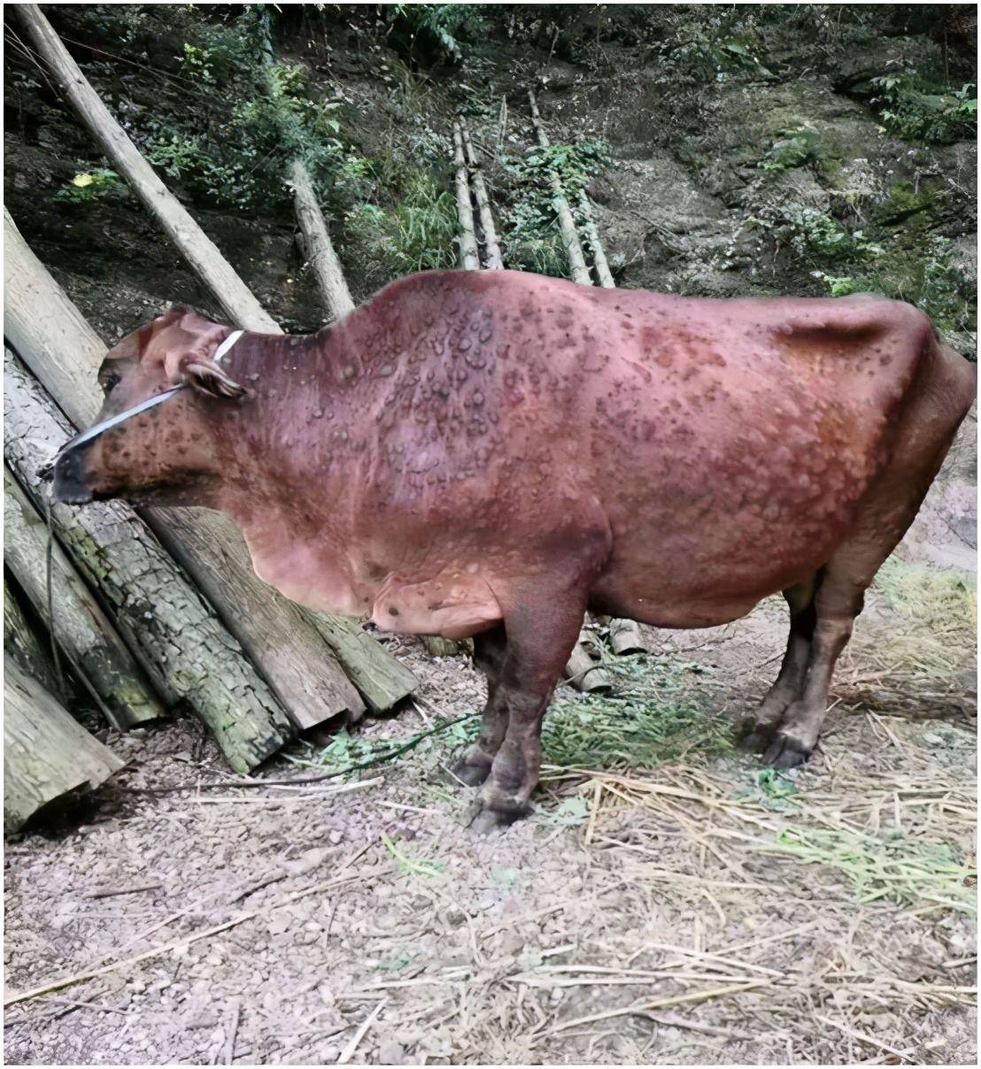 牛结节病怎么治疗牛结节病最新治疗方案养牛人必学