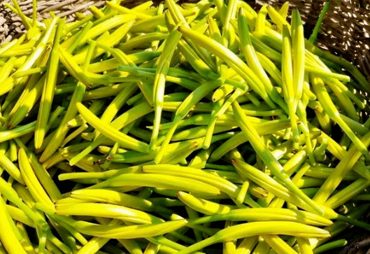 种一次管多年 6月又到开花季 新鲜的市场少见 晒干后1斤卖30元 黄花菜 种植 食用