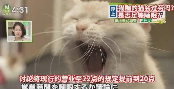 这，大概是我见过最潦草的一只猫了