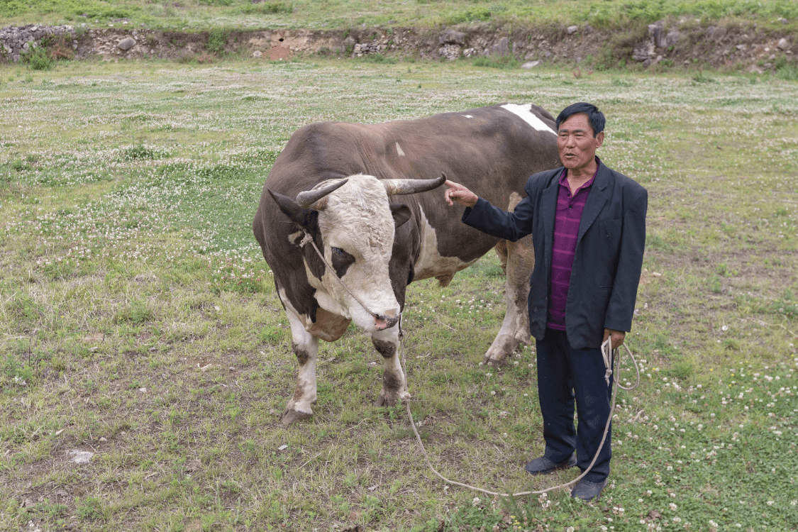 原创这才是牛人凉山一村民10万买一头牛300万建四川第一个斗牛场