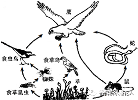 二三年级创意作文,语文素养课程:主讲课外阅读,专题写作,思维导图