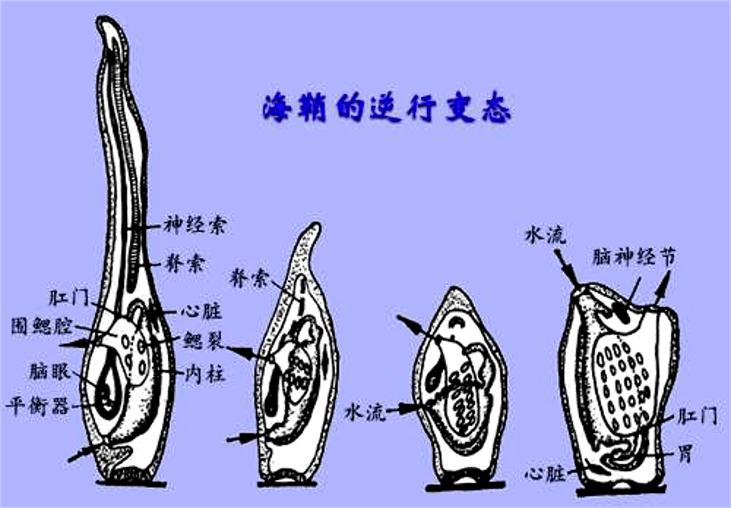 海带孢子体结构图图片