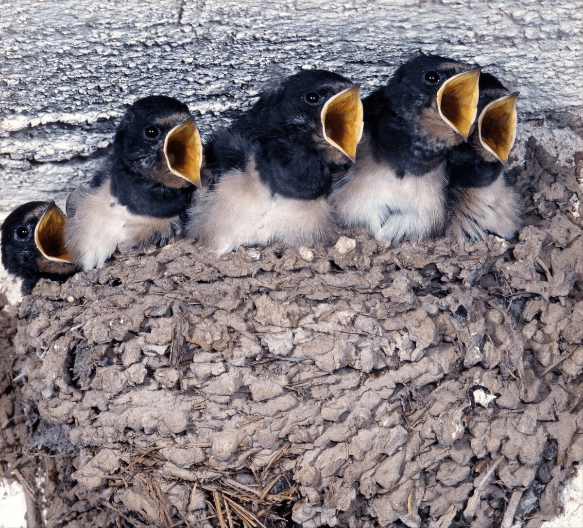 原创燕子耗时三月飞万里到南半球过冬历经千辛万苦却上了非洲餐桌